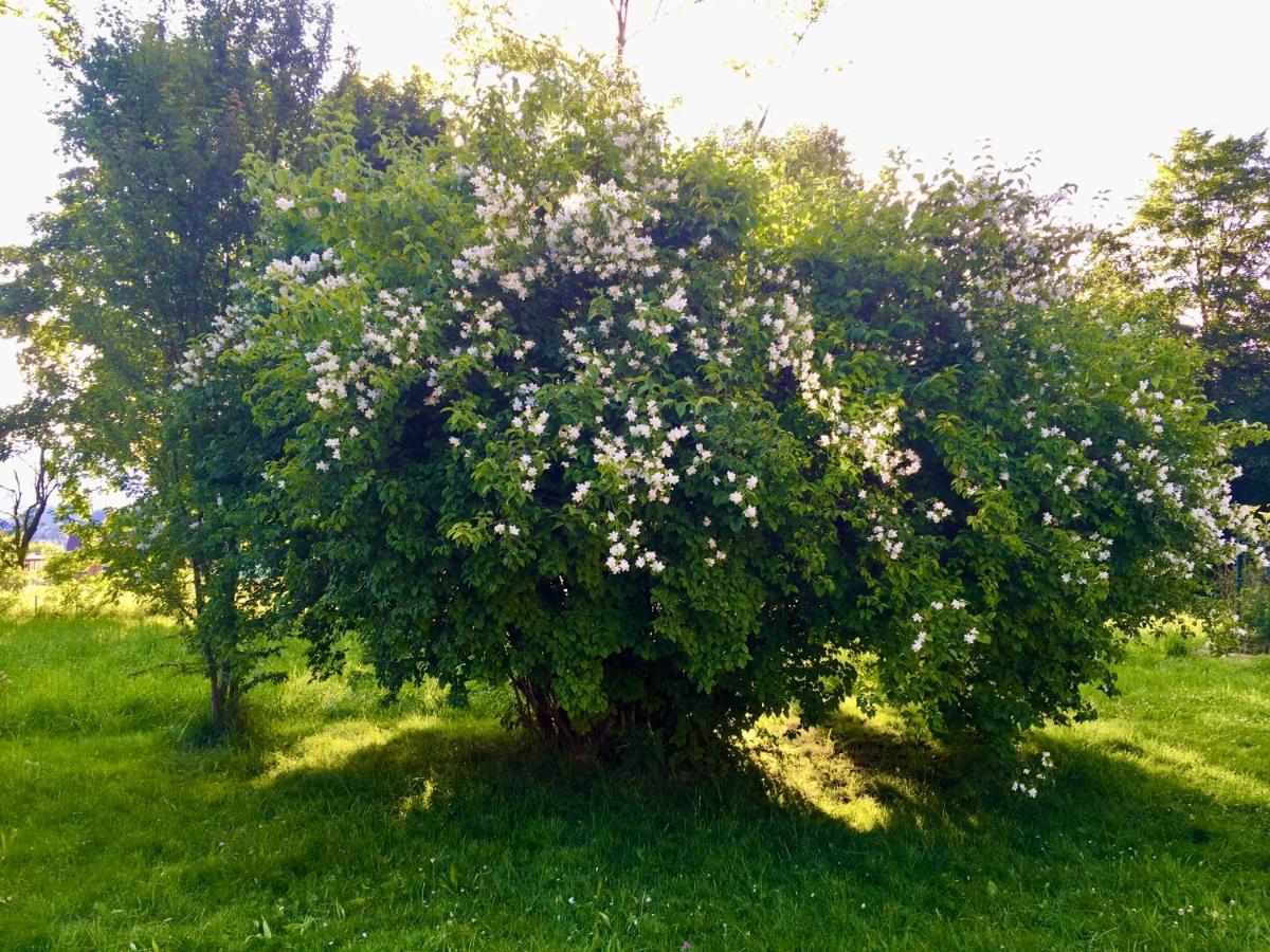 Naturforsthaus Gartenblick für tier- und naturverbundene Menschen Preitenegg Exterior foto
